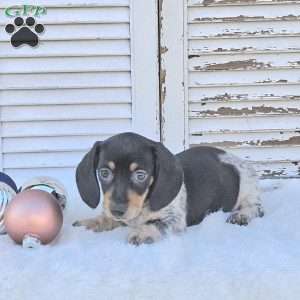 Skye, Dachshund Puppy
